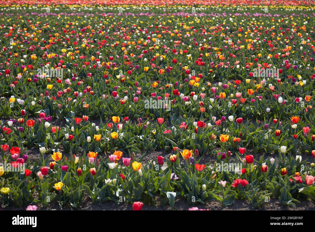 Campo de tulipanes con tipos de flores y colores a la luz del sol primaveral Foto de stock