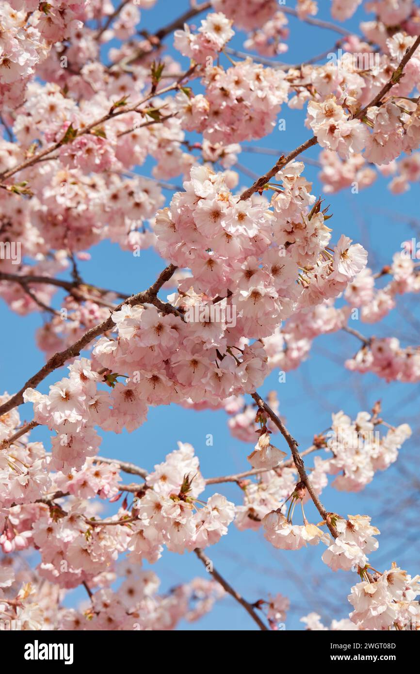 Flor del cerezo, ramas con fondo de textura de flores rosadas en un día soleado de primavera, cielo azul Foto de stock