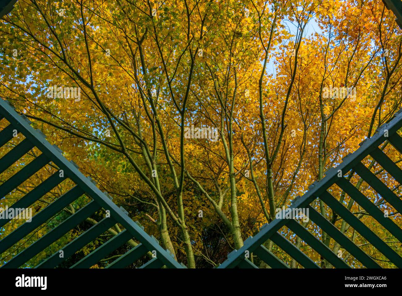 Color de otoño en Alexandra Park Foto de stock