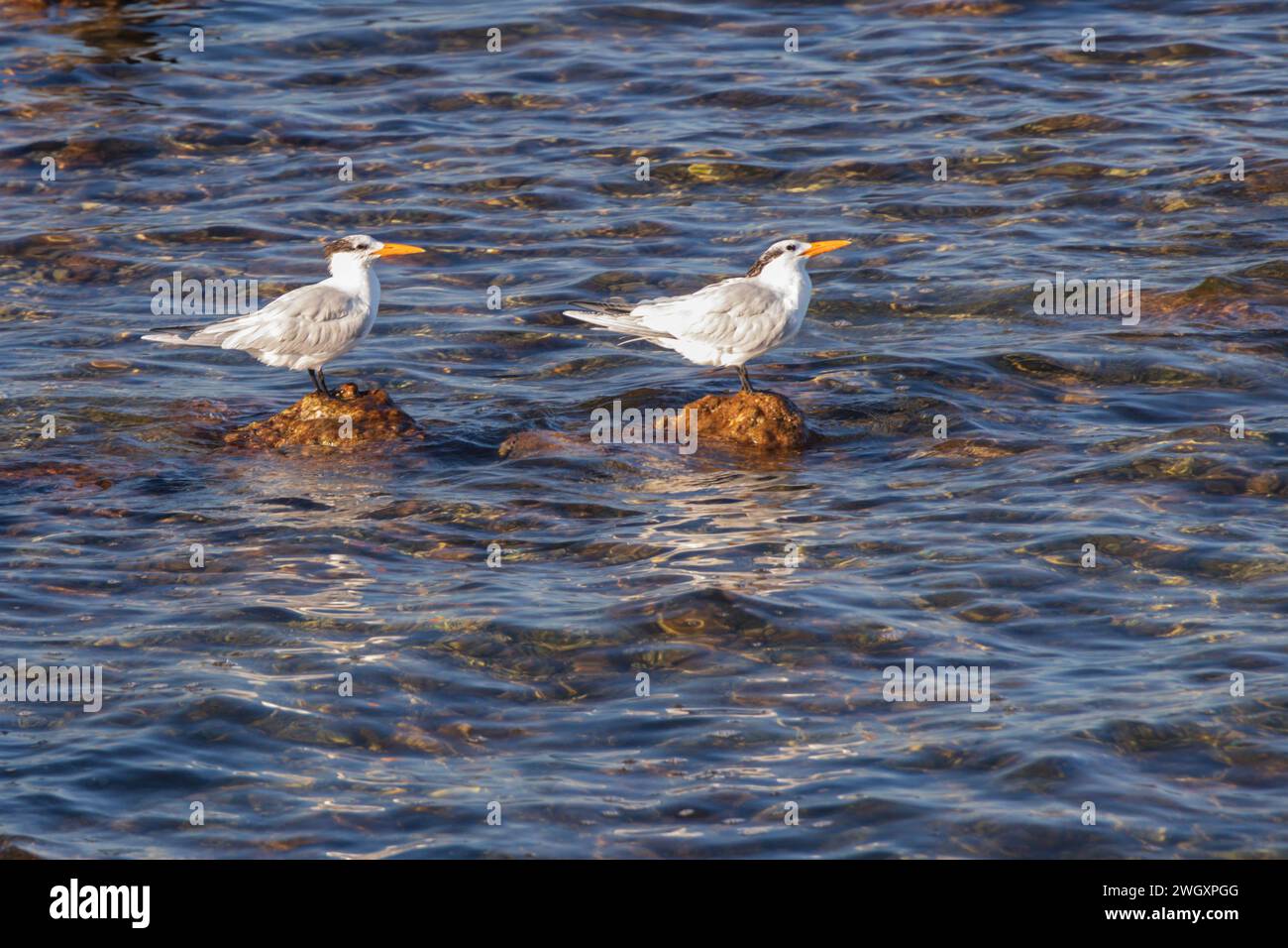 Charranes descansando sobre rocas en el agua Foto de stock