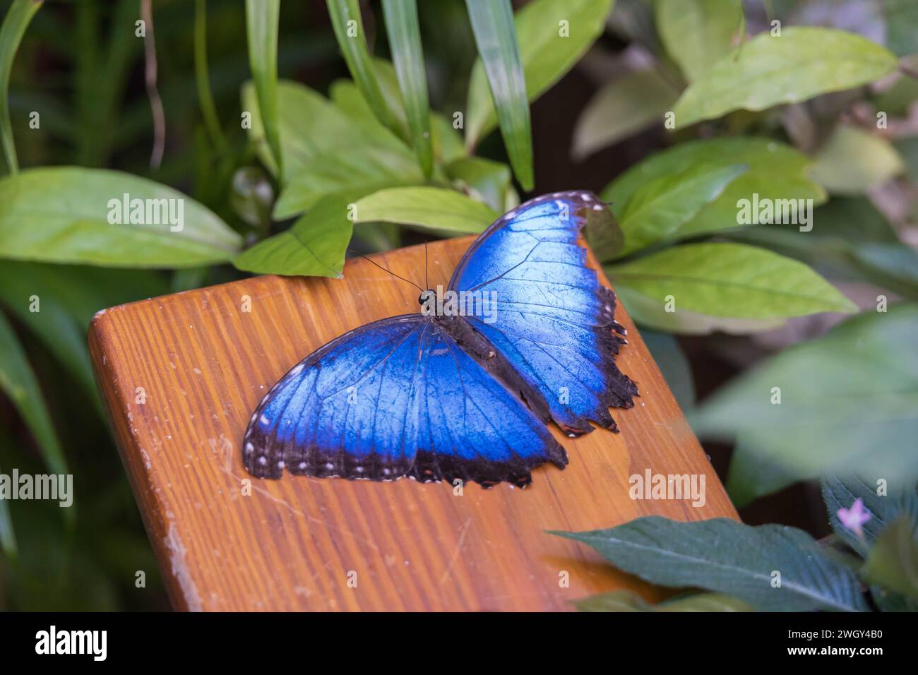 Mariposa Morpho azul de cerca Foto de stock