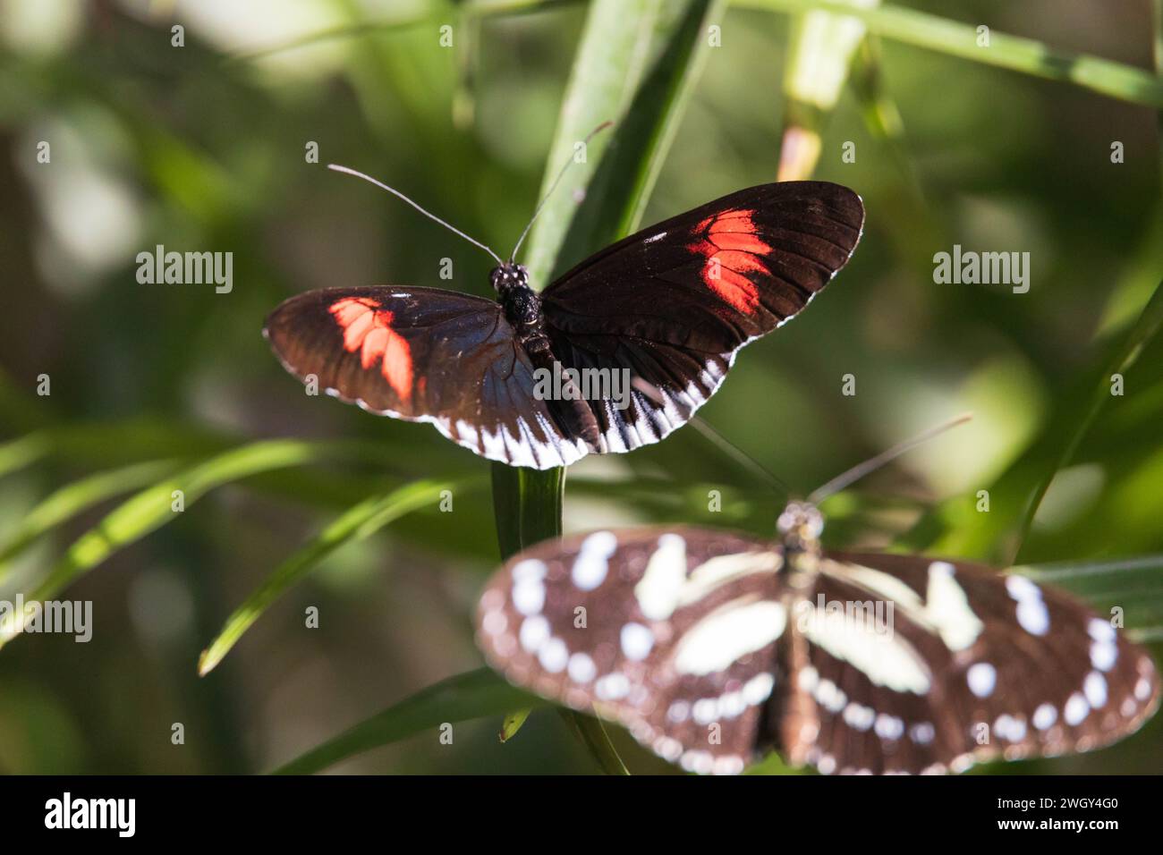 Mariposas coloridas sentadas en hojas verdes Foto de stock