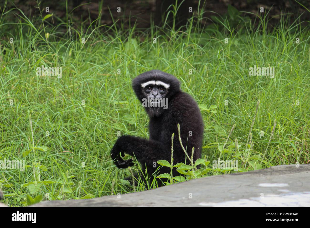 Gibbon de hoolock occidental sentado y mirando a los visitantes dentro de un zoológico Foto de stock