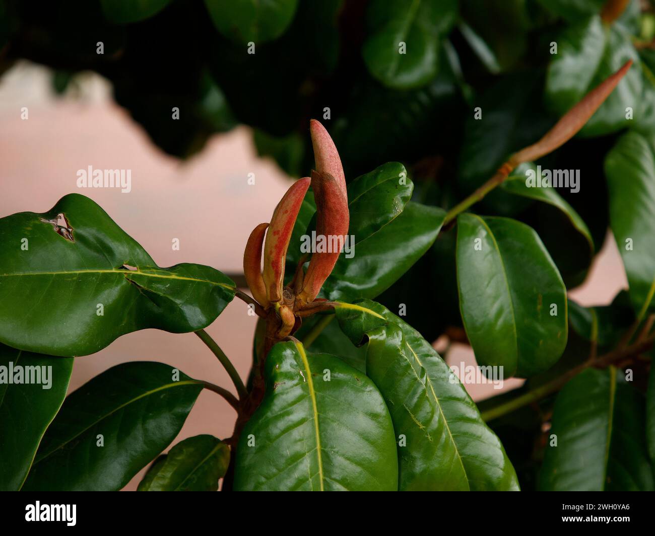 Primer plano de los brotes de hojas rojas del árbol de jardín ornamental siempre verde Foto de stock