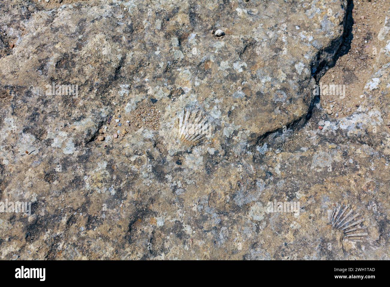 Fósiles en piedra, 200 msnm. Foto de stock