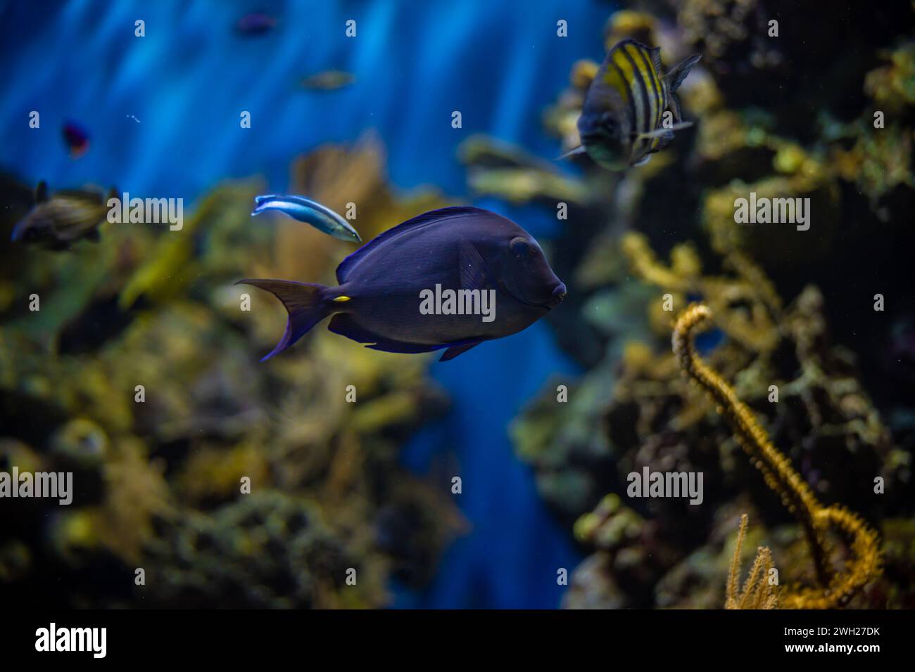 Un pez azul oscuro nadando tranquilamente en un acuario. Pequeños peces nadan a su alrededor. Corales en el fondo. Foto de stock