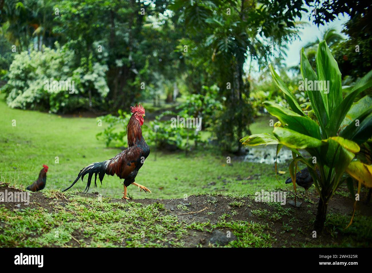 Gallo y gallina en un jardín Foto de stock