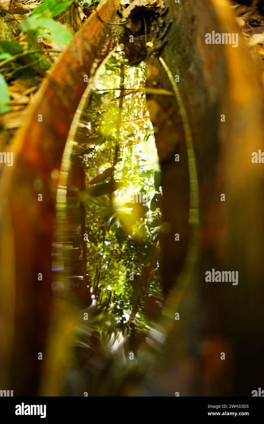 Reflejo de la selva tropical en un charco de agua Foto de stock