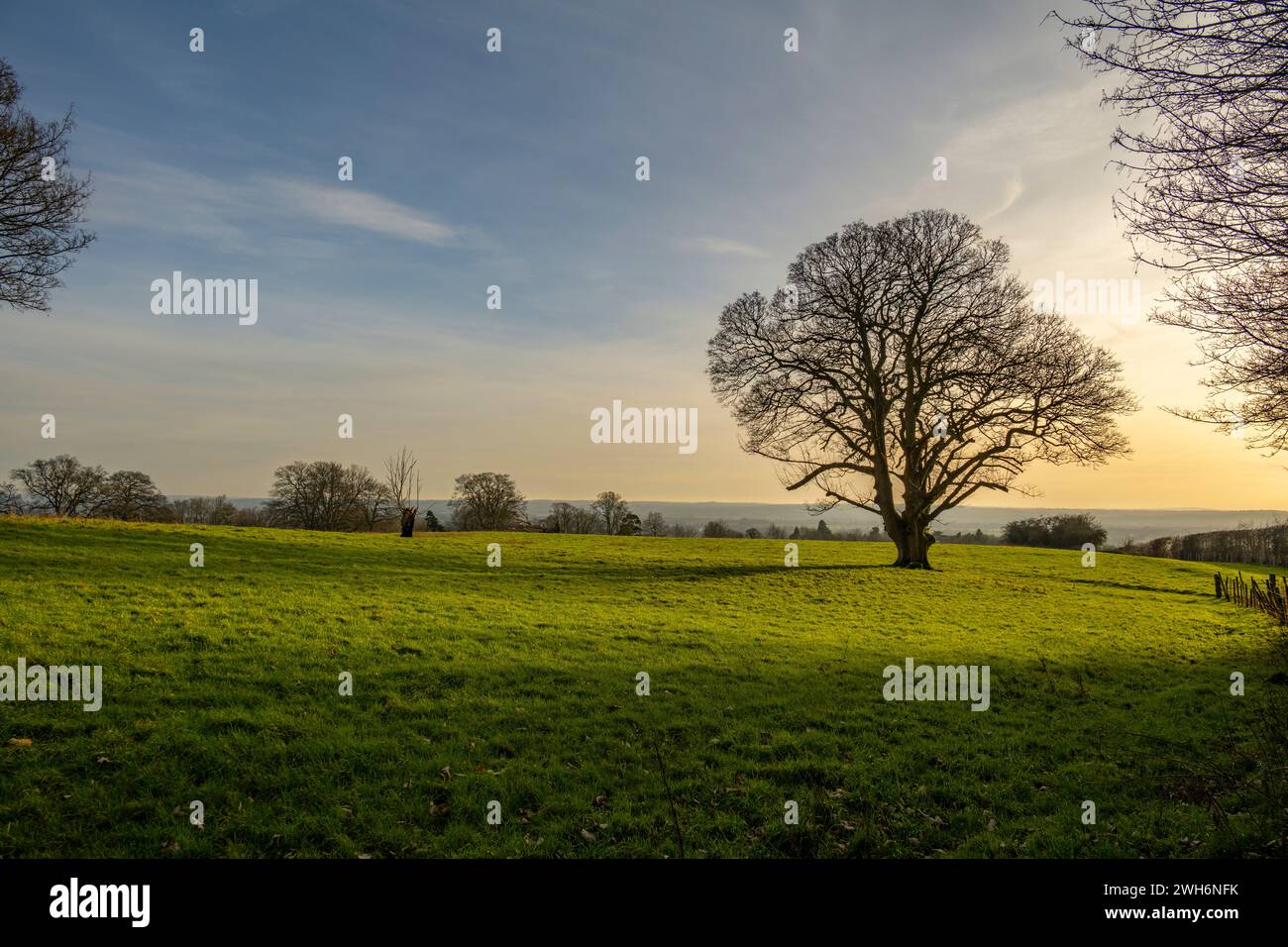 Árbol en los campos cerca de West Peckham Kent Foto de stock