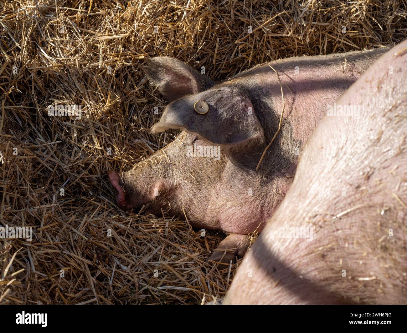 Carne de Latón de La Fueva.laton de la fueva el cerdo feliz Foto de stock