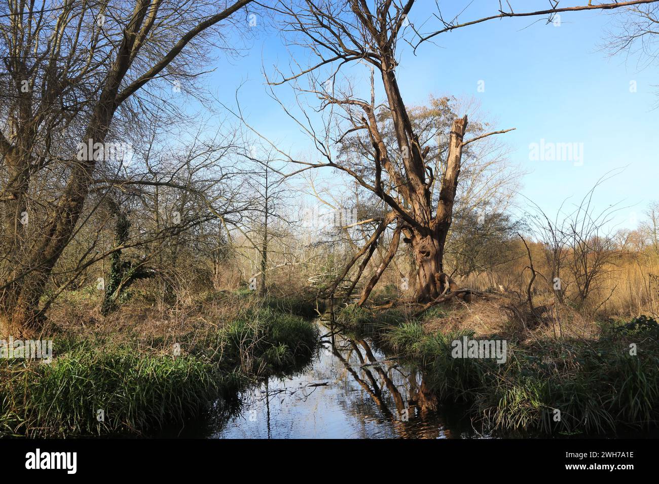 MORDEN Hall Park árboles en las orillas del río Wandle Londres Inglaterra Foto de stock