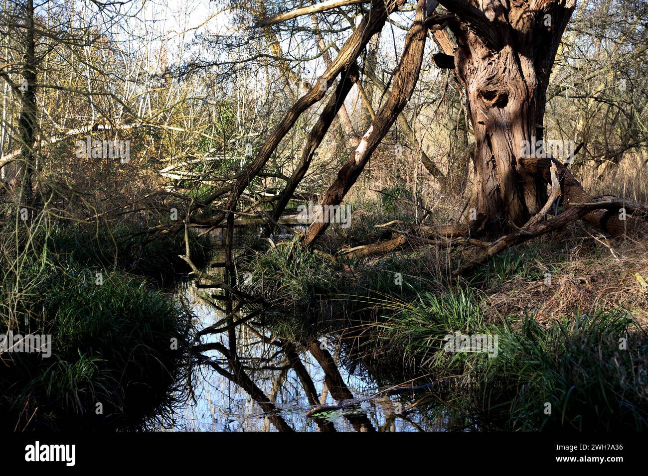 MORDEN Hall Park árboles en las orillas del río Wandle Londres Inglaterra Foto de stock