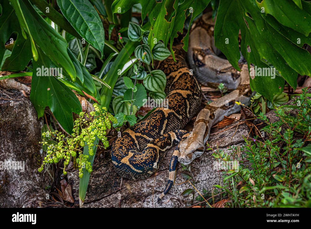 Boa Constrictor enrolló hermoso patrón de piel de serpiente hábitat natural en Panamá Foto de stock