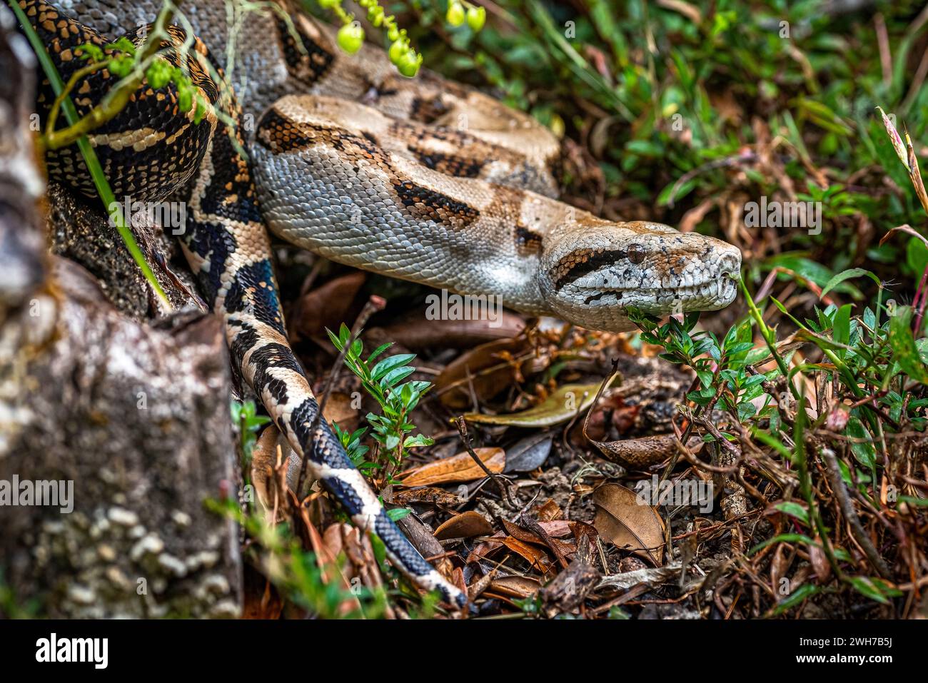 Boa Constrictor cabeza cierra hermoso patrón serpiente Foto de stock