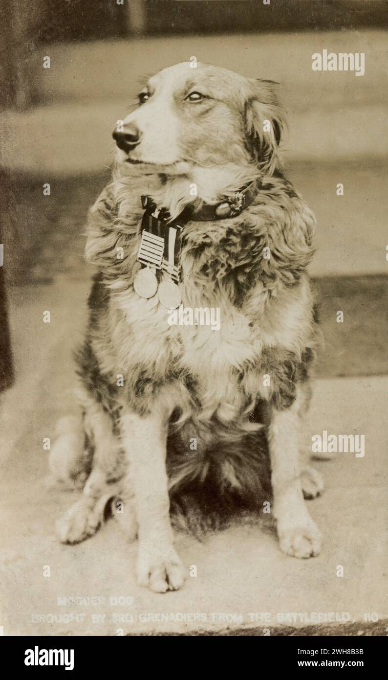 Circa. 1905 – Una antigua postal fotográfica real titulada “Perro Modder – traído por los 3er Granaderos desde el campo de batalla”, que representa al perro ‘Modder’ que fue la mascota del 3er Batallón de Guardias Granaderos durante la Guerra Anglo-Boer. Fue encontrada por los Guardias en la Batalla del Río Modder el 28 de noviembre de 1899, quienes la adoptaron como su mascota. El perro lleva las Medallas de la Reina y del Rey de Sudáfrica en su cuello. Foto de stock