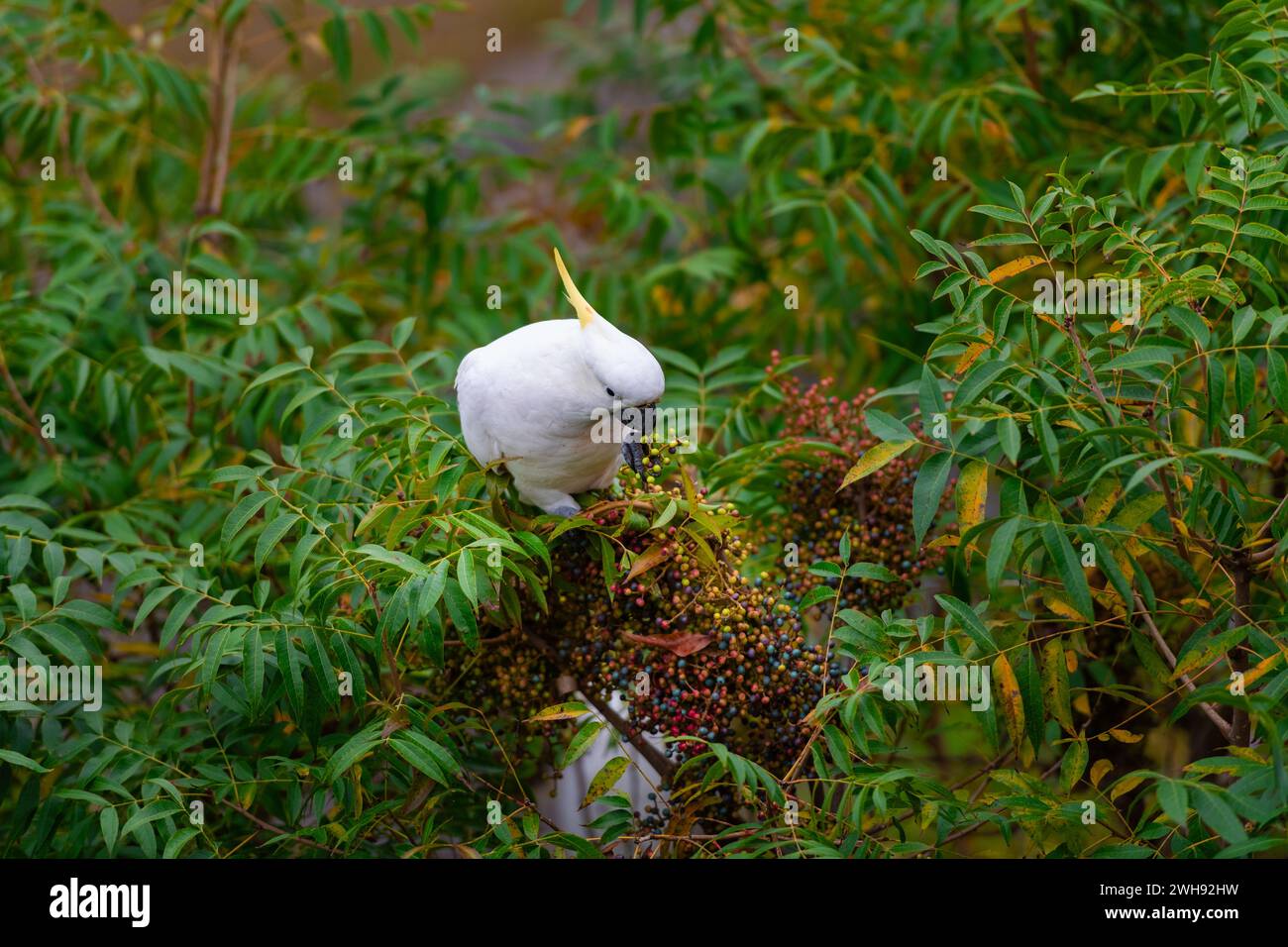 Loro de Cockatoo sentado en una rama de árbol verde en Australia. Cacatua galerita con cresta de azufre. Gran cacatúa blanca y amarilla con backgro verde naturaleza Foto de stock