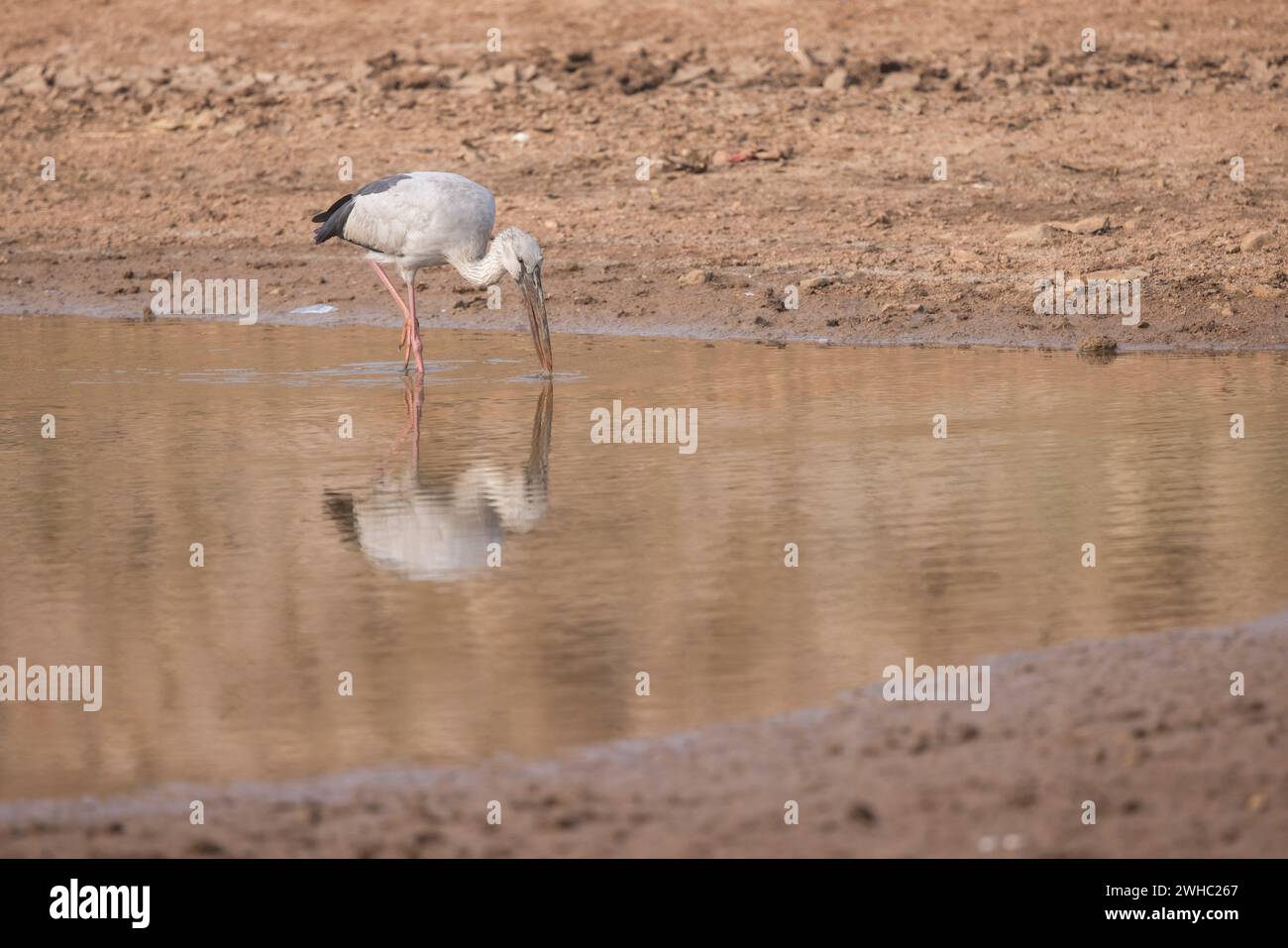 Cigüeña asiática Openbill, Anastomus oscitans, Koppal, Karnataka, India Foto de stock