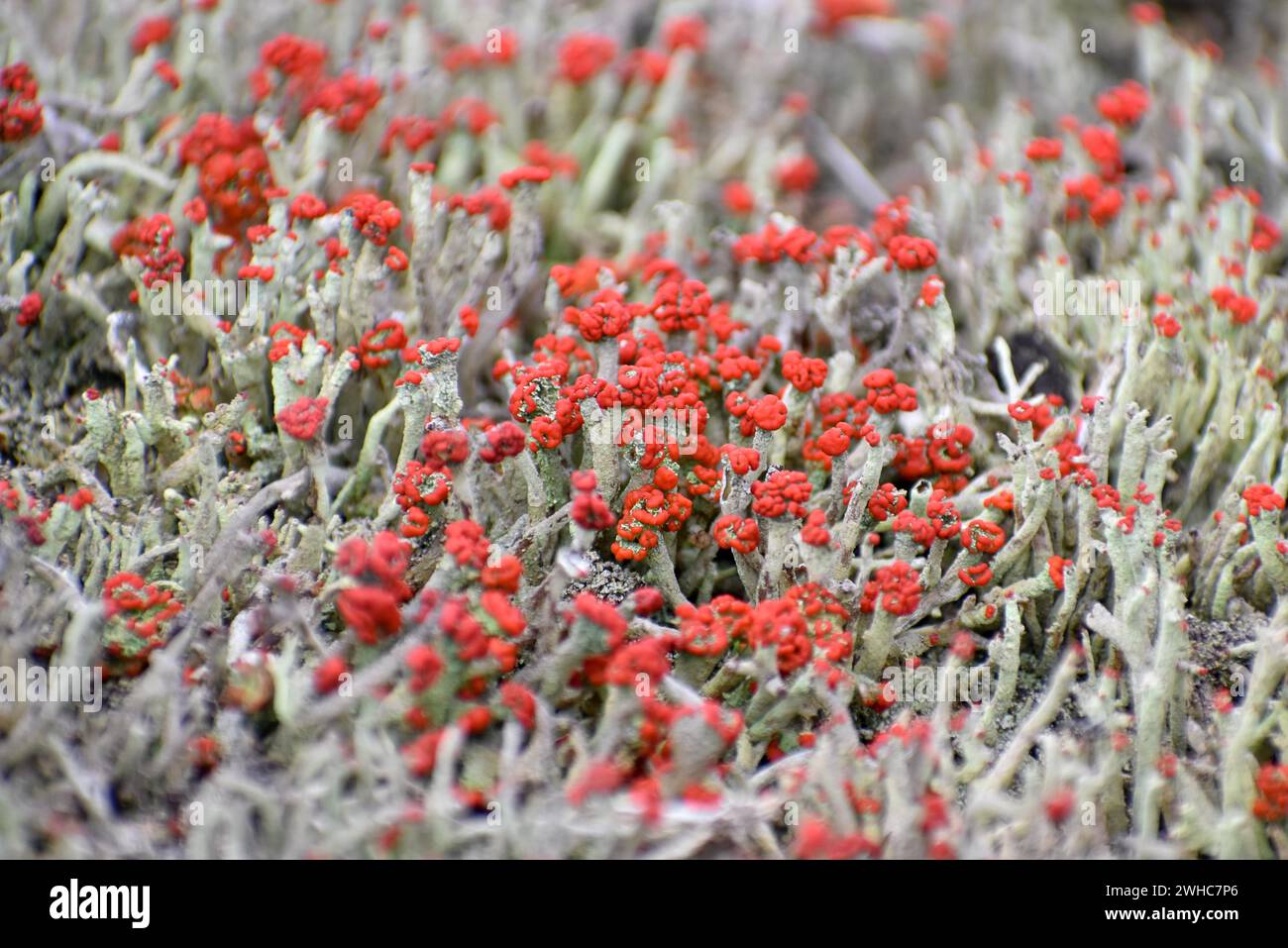El raro y en peligro de extinción liquen escarlata común (Cladonia pleurota) en el pantano de Pechschnait levantó cerca de Traunstein, Alta Baviera, Alemania Foto de stock