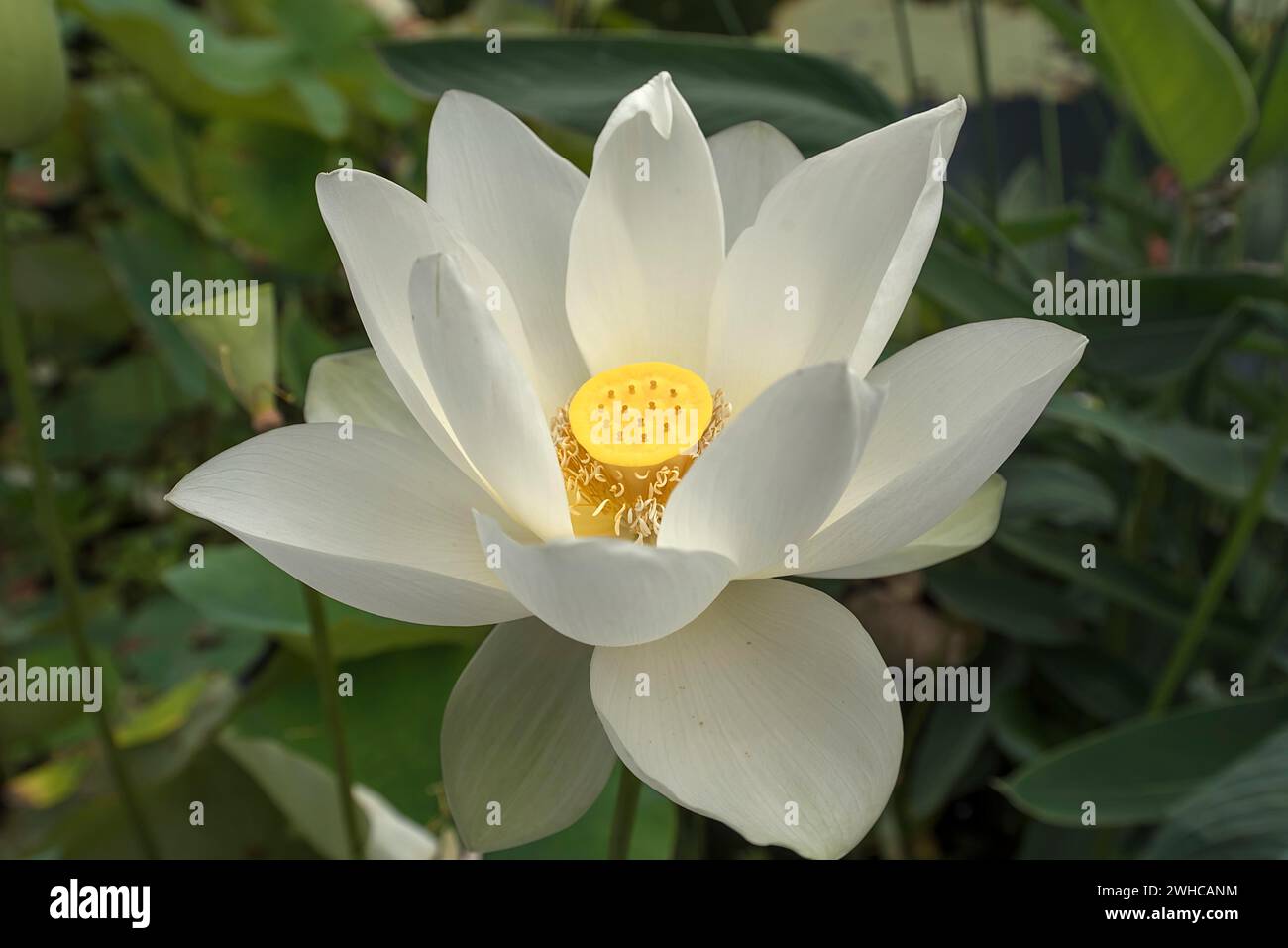 Lotus (Nelumbo), Jardín Botánico, Erlangen, Franconia Media, Baviera, Alemania Foto de stock