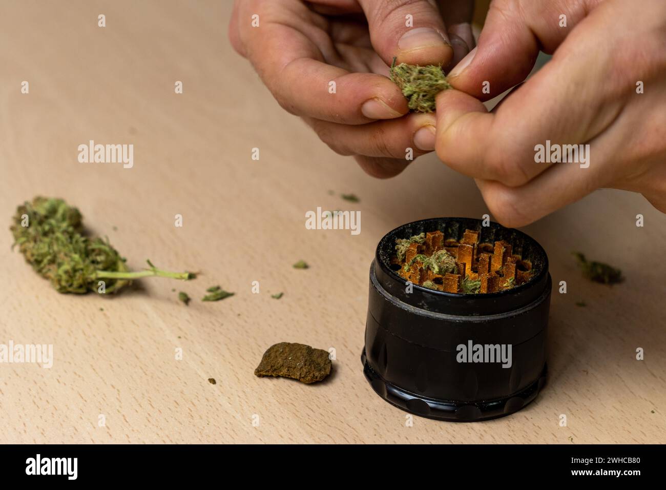 Vista de cerca de las manos de una persona irreconocible que prepara brotes de cannabis para poner en el molinillo Foto de stock