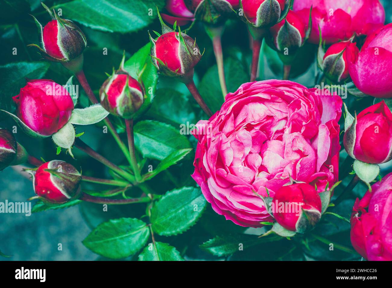 Ramo de centifolia rosa con follaje. Flor natural. Enfoque suave. Copiar espacio. Lugar libre para el texto. Una rosa roja floreciente. Rosa abierta para la tarjeta. Foto de stock