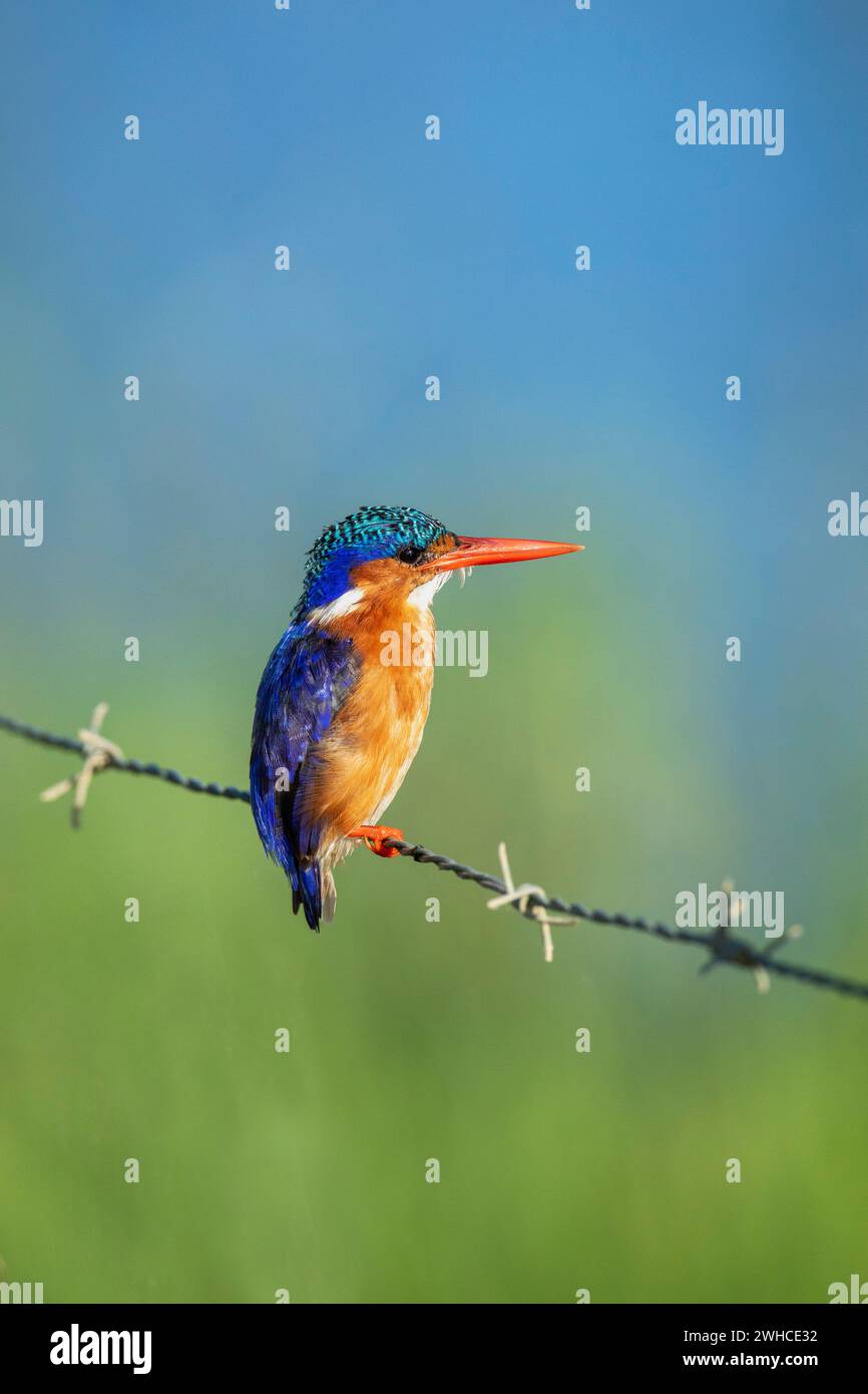 Sudáfrica, Provincia del Cabo Occidental, Ruta del Jardín, Malachite Kingfisher, Alcedo cristata, Foto de stock