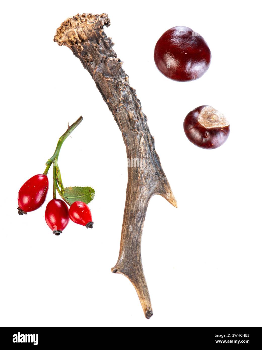 Cuernos de ciervo, rosa mosqueta, castaño, árbol, recortado, Vechta, Baja Sajonia, Alemania Foto de stock