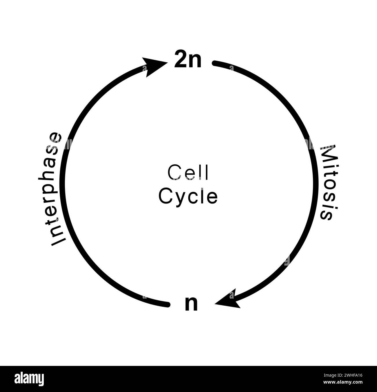Ciclo celular, ilustración Foto de stock