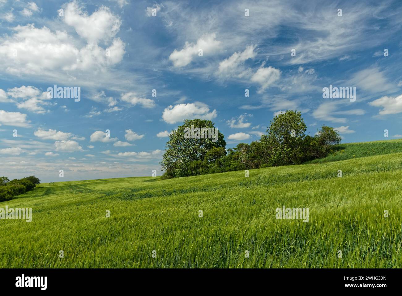 Paisaje rural con arbustos, hierba verde, cielo azul y nubes Foto de stock