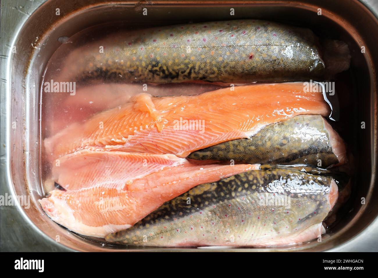 Fileteado y lavado de peces char en un recipiente de gastronomía de acero inoxidable, listo para cocinar en una cocina profesional, a. Foto de stock