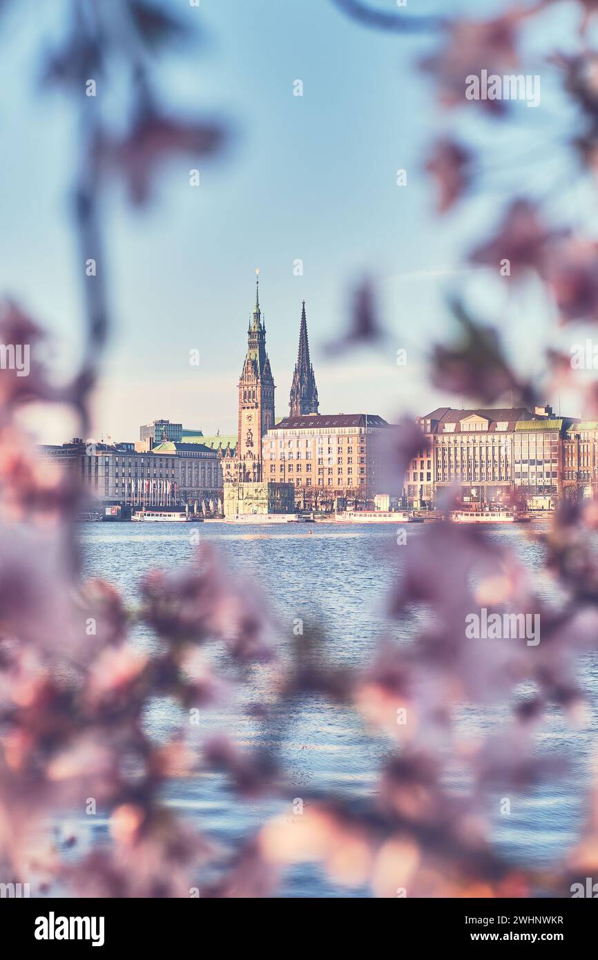 Ayuntamiento de Hamburgo al amanecer en primavera con flores de cerezo Foto de stock