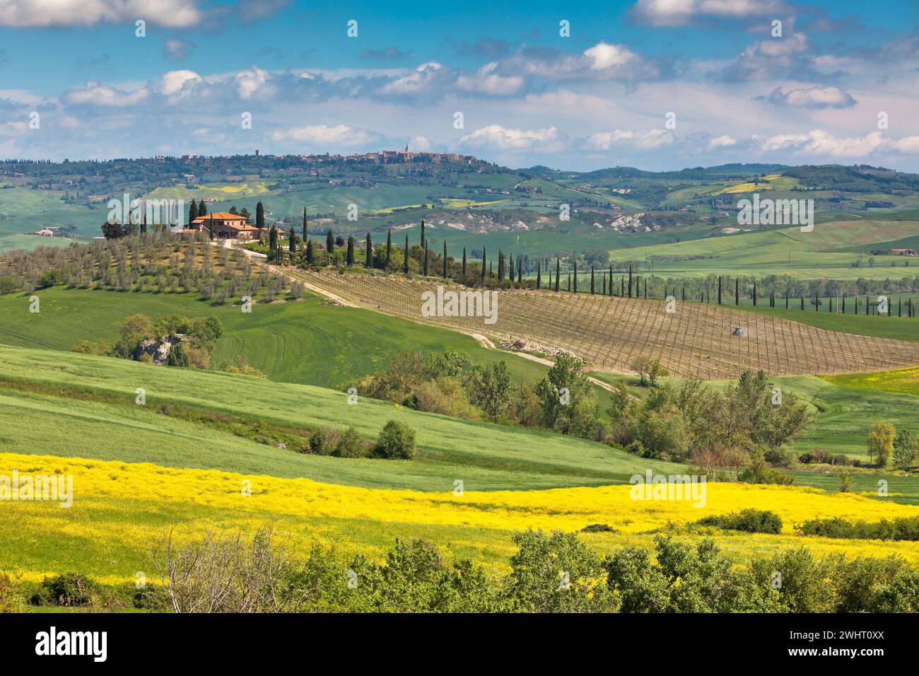 Piscina Toscana Val d'Orcia, campos verdes y amarillos Foto de stock