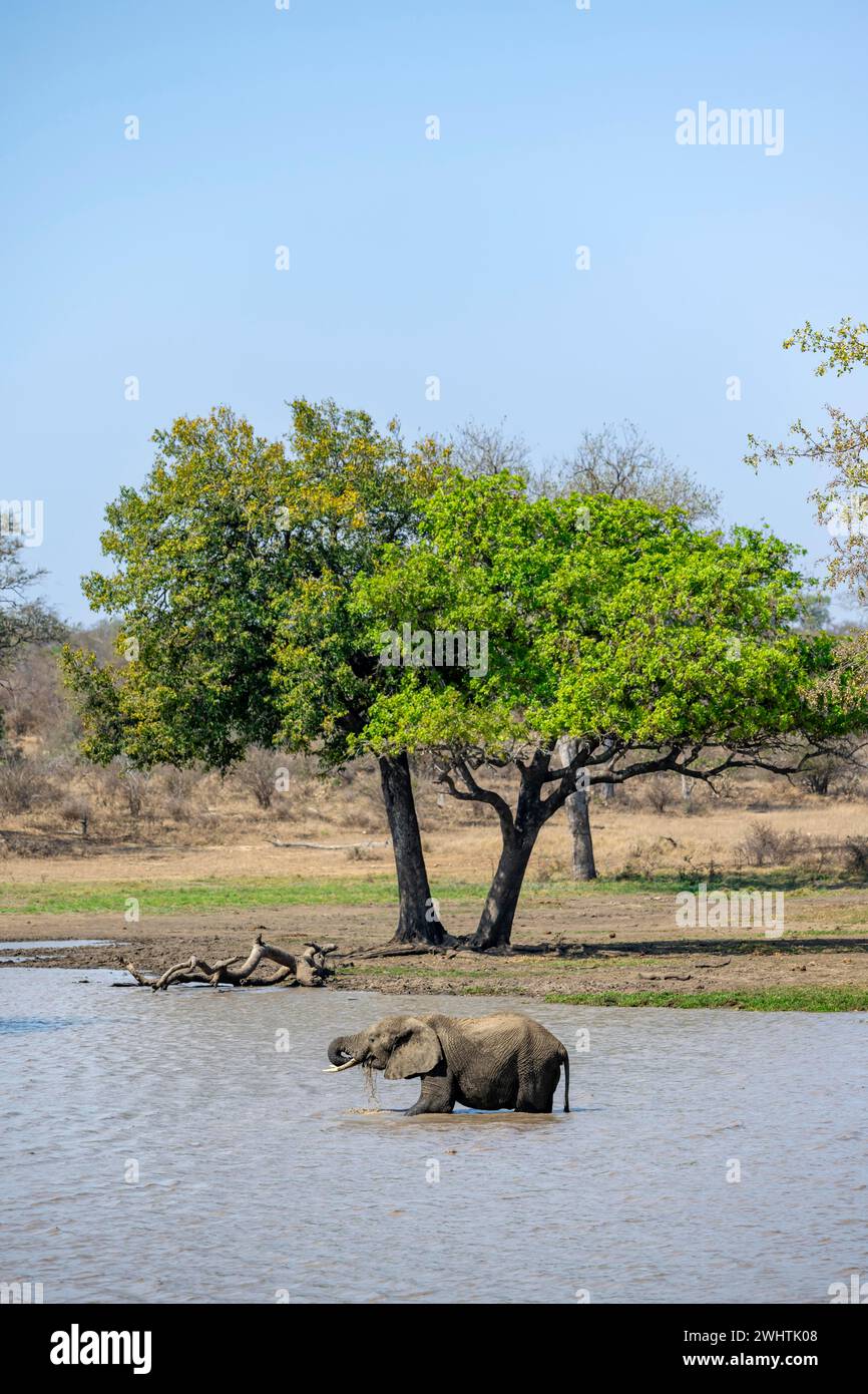 Elefante africano (Loxodonta africana), bebiendo toros, parado en el agua en un lago, Parque Nacional Kruger, Sudáfrica Foto de stock