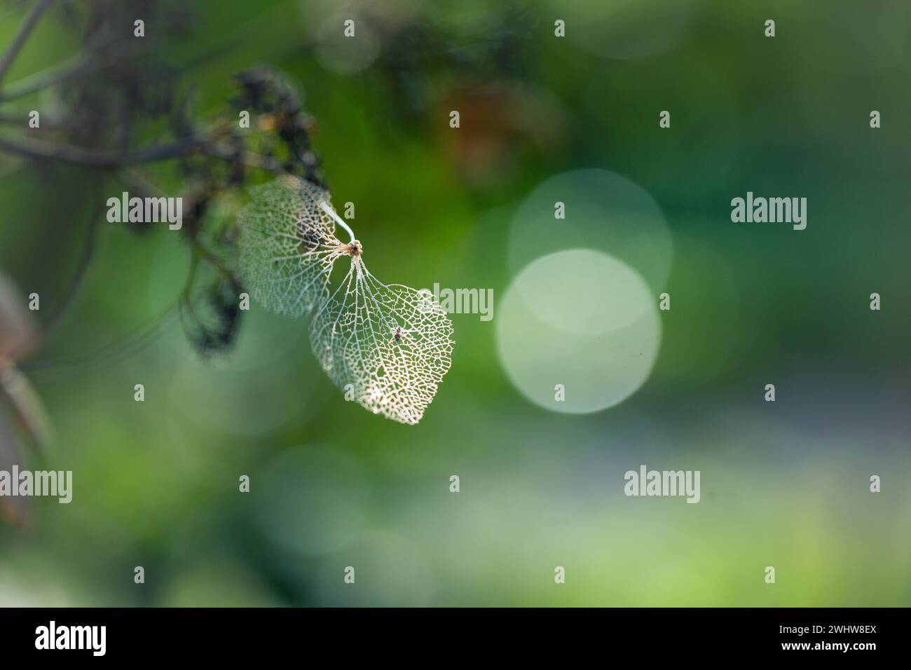 Cubierta de la naturaleza - Primer plano de una hoja de planta en descomposición en la luz de invierno con copyspace. Foto de stock