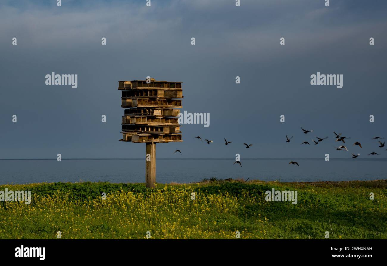 Pigeon Birds volando en un nido de aves hecho a mano de madera al atardecer. Aves volando Foto de stock