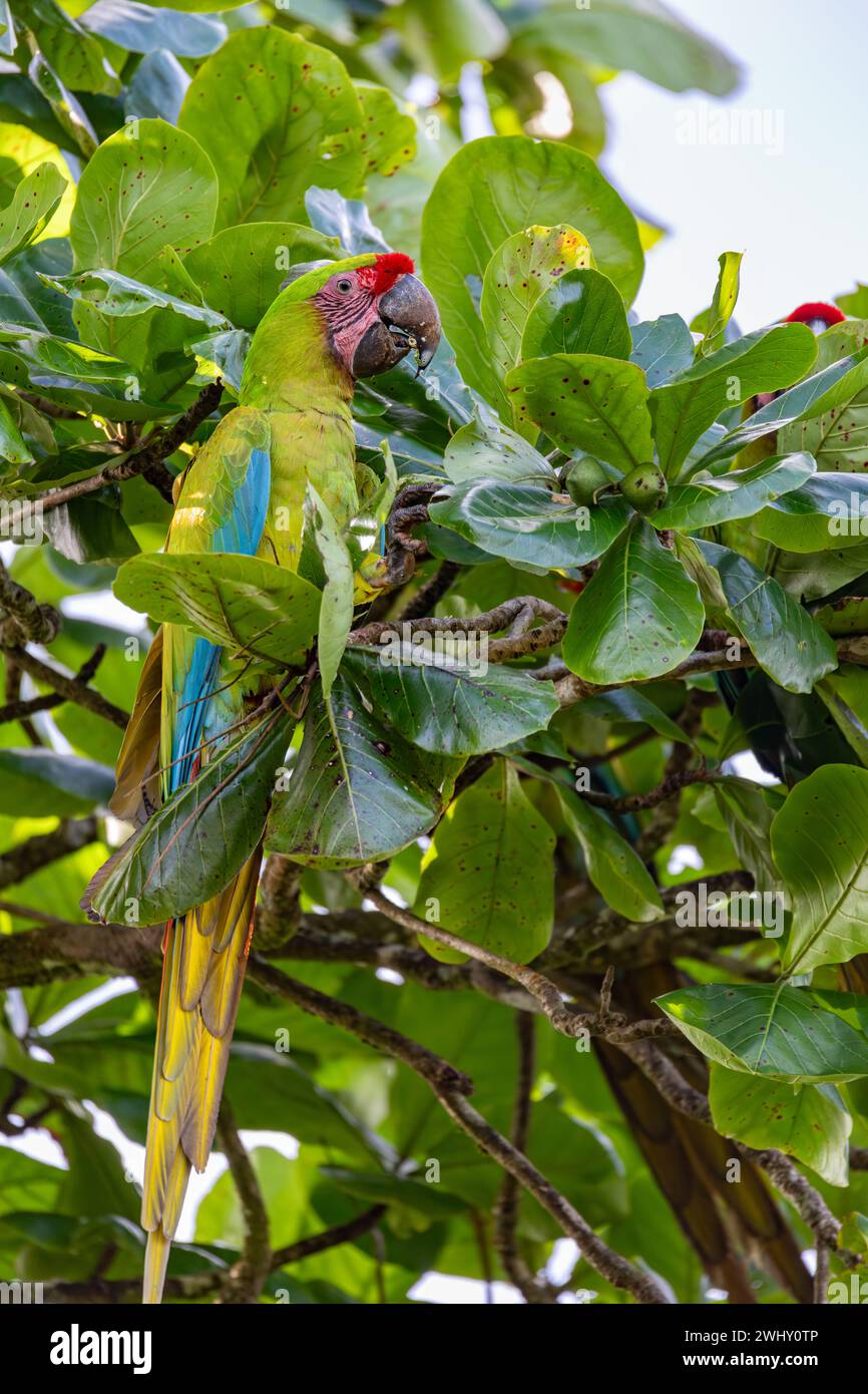 Gran guacamaya verde, Ara ambiguus. Tortuguero, Vida Silvestre y observación de aves en Costa Rica. Foto de stock