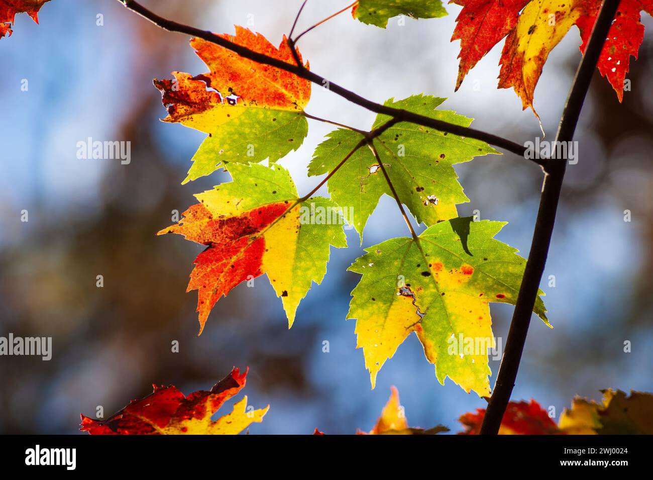 Ramitas de un árbol de arce rojo (Acer rubrum). Follaje de caída máxima. Deja colores cambiantes, en vibrantes tonos de oro y rojo. Hopkinton State Park, MA, Estados Unidos. Foto de stock