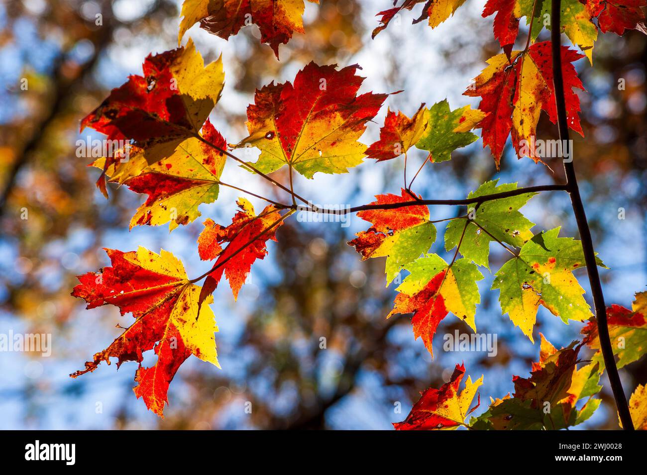 Ramitas de un árbol de arce rojo (Acer rubrum). Follaje de caída máxima. Deja colores cambiantes, en vibrantes tonos de oro y rojo. Hopkinton State Park, MA, Estados Unidos. Foto de stock