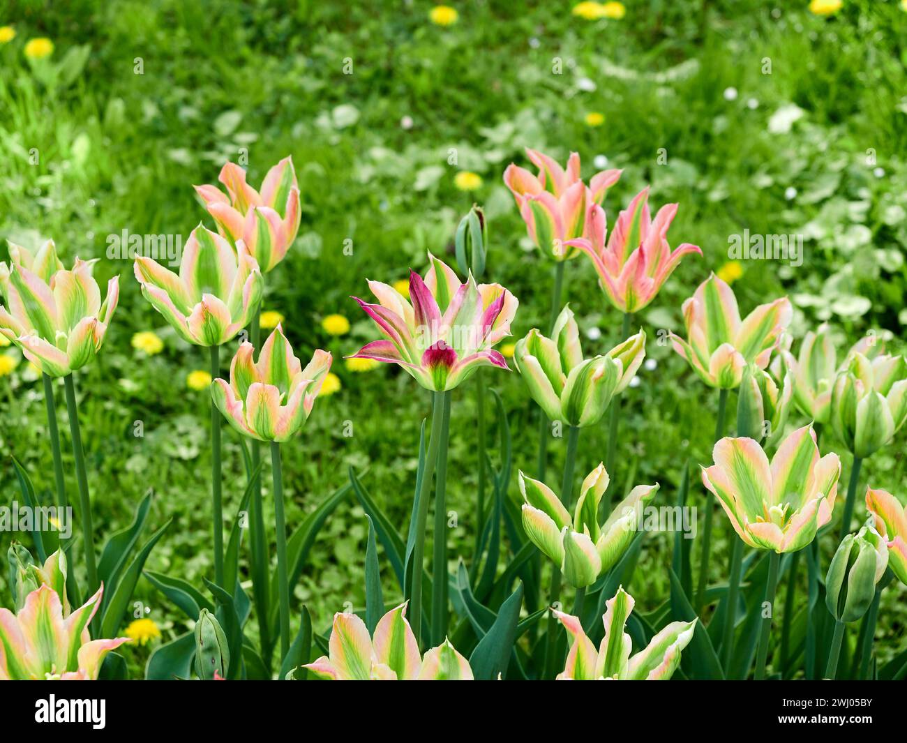 Varios tulipanes salvajes cabeza en el jardín. Concepto de primavera verano. Foto de stock