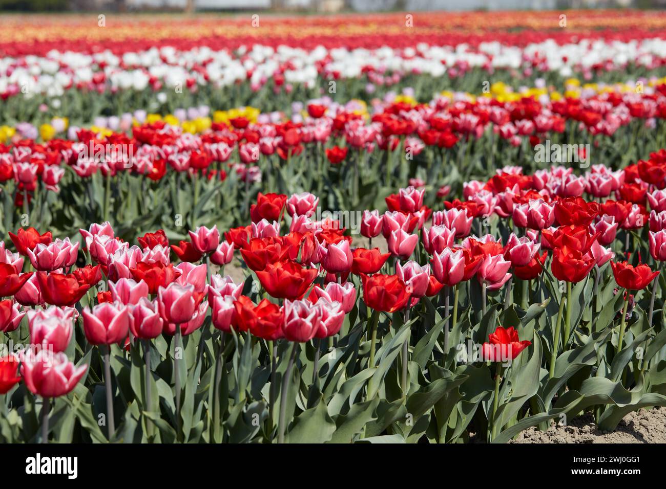 Campo de tulipanes con flores en colores rojo, rosa, blanco y amarillo a la luz del sol primaveral Foto de stock