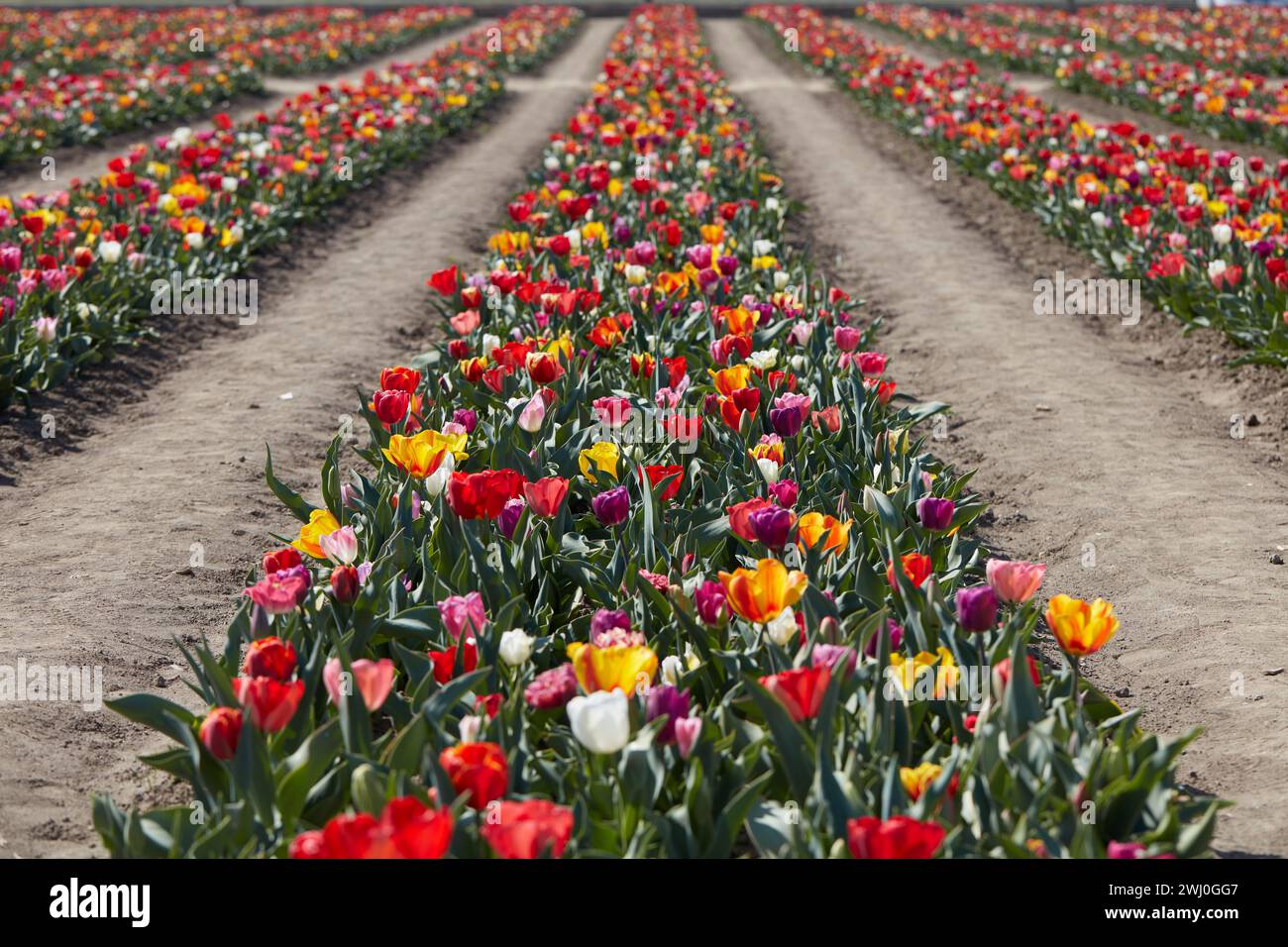 Campo de tulipanes, filas de flores en colores surtidos en la luz del sol de primavera Foto de stock