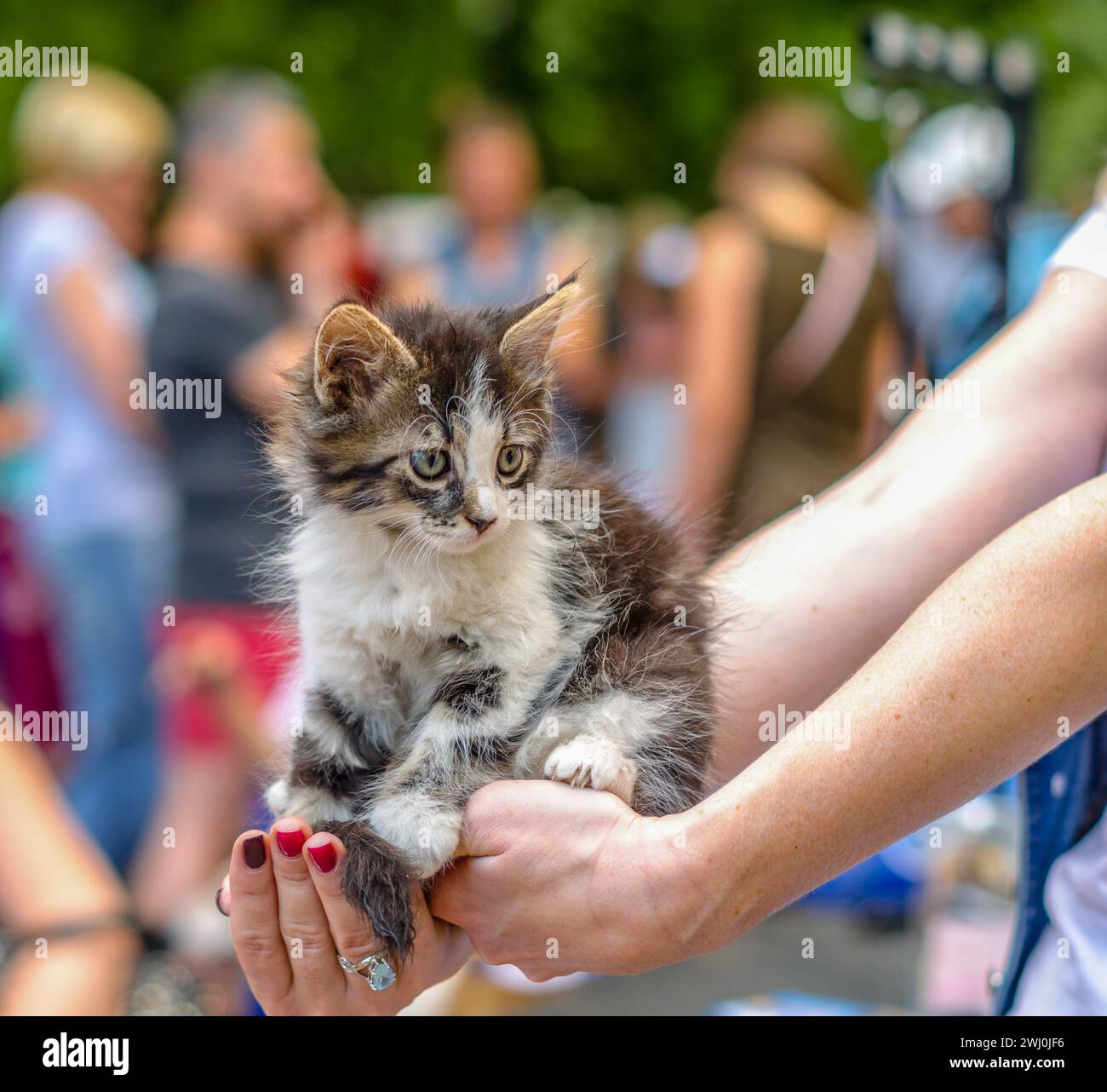 Cuidado de mascotas gatito tabby esponjoso en brazos extendidos femeninos con un anillo y manicura roja en una multitud de personas Foto de stock
