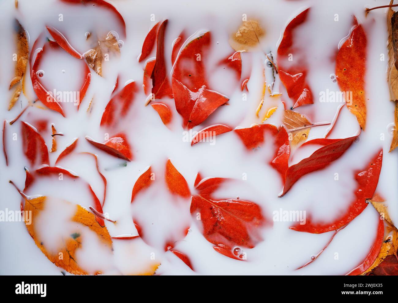 El líquido blanco cubre casi por completo las hojas rojas que yacen en él Foto de stock