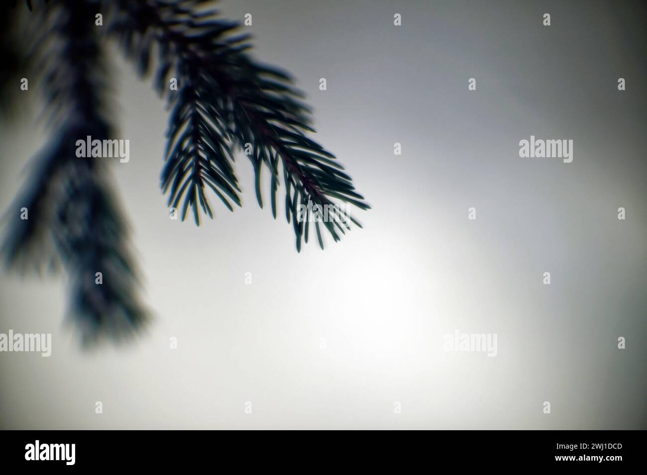 Rama de abeto en un árbol en invierno, primer plano Foto de stock