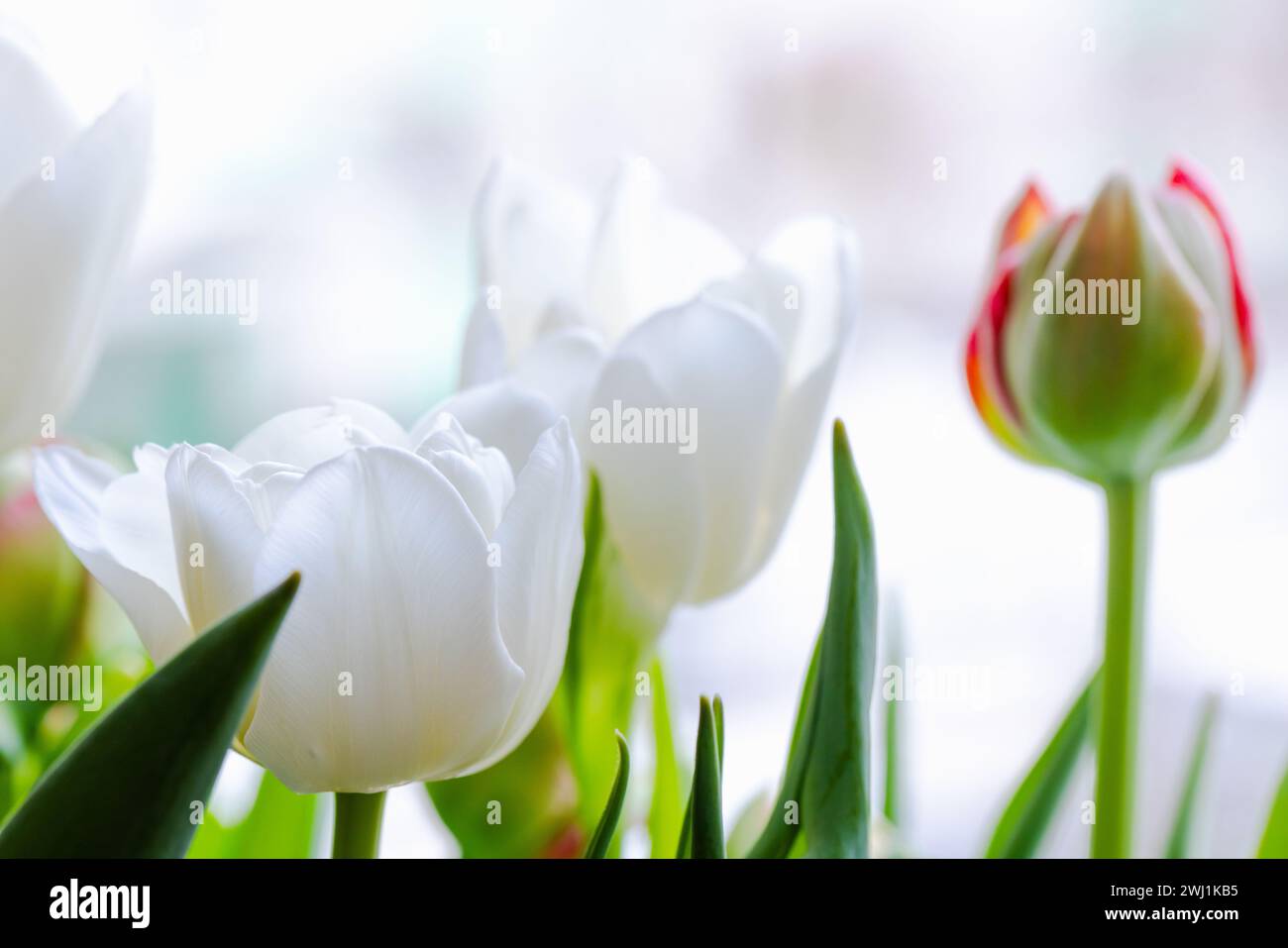 Las flores de tulipán están delante de una ventana, foto de primer plano con enfoque suave selectivo Foto de stock