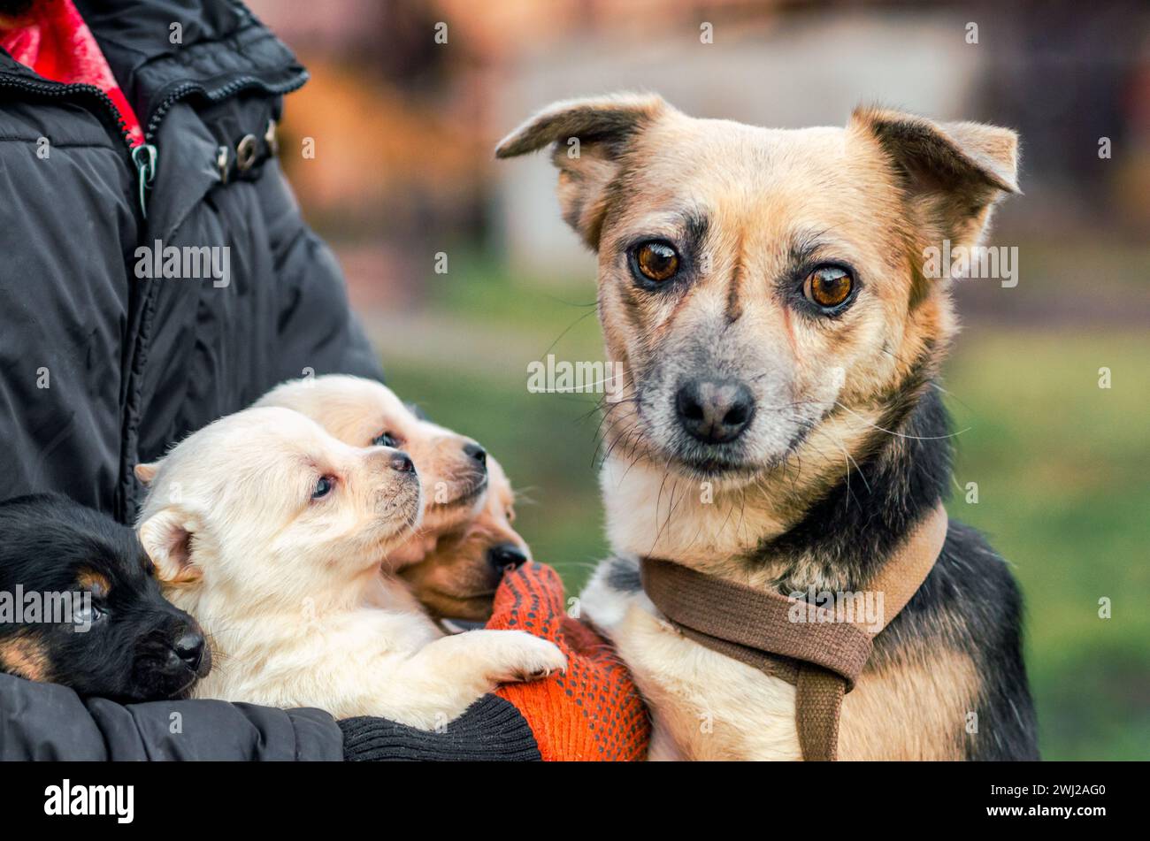 Perro adulto y cachorros en las manos de un hombre Foto de stock