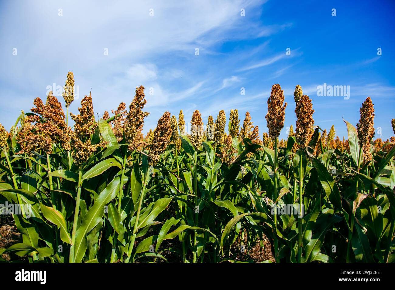 Biocombustible y nuevo boom Food, industria de plantación de sorgo. Campo de Sweet Sorghum tallo y semillas. Molino Foto de stock