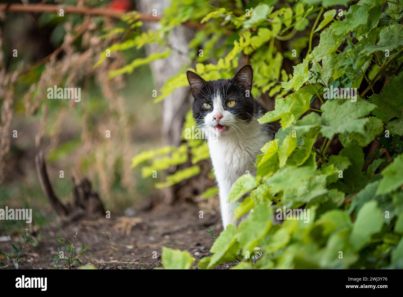 Gato blanco y negro enojado en los arbustos Foto de stock