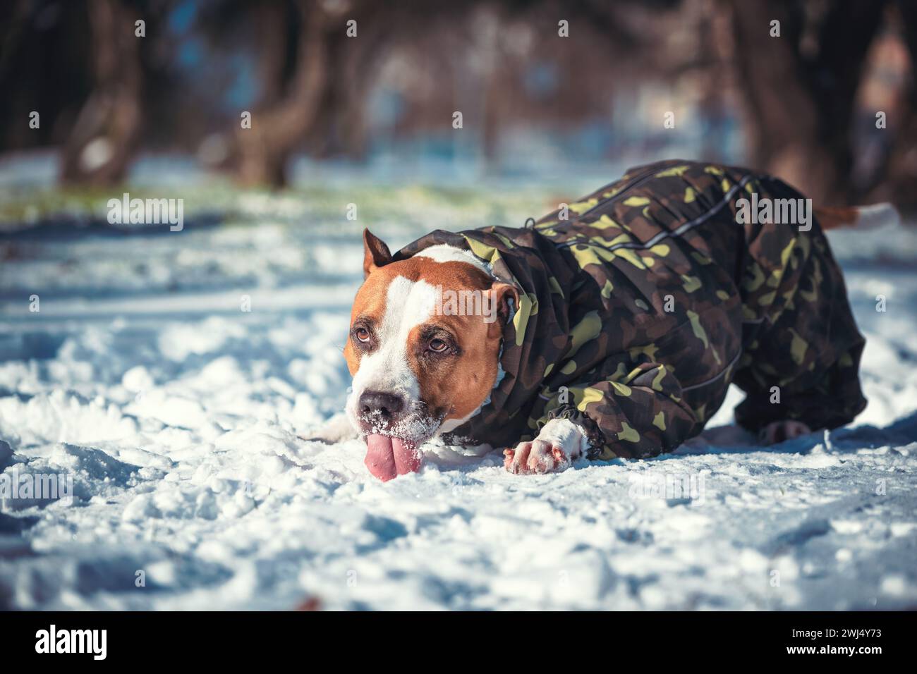 Caminando terrier snow fotograf as e im genes de alta resoluci n
