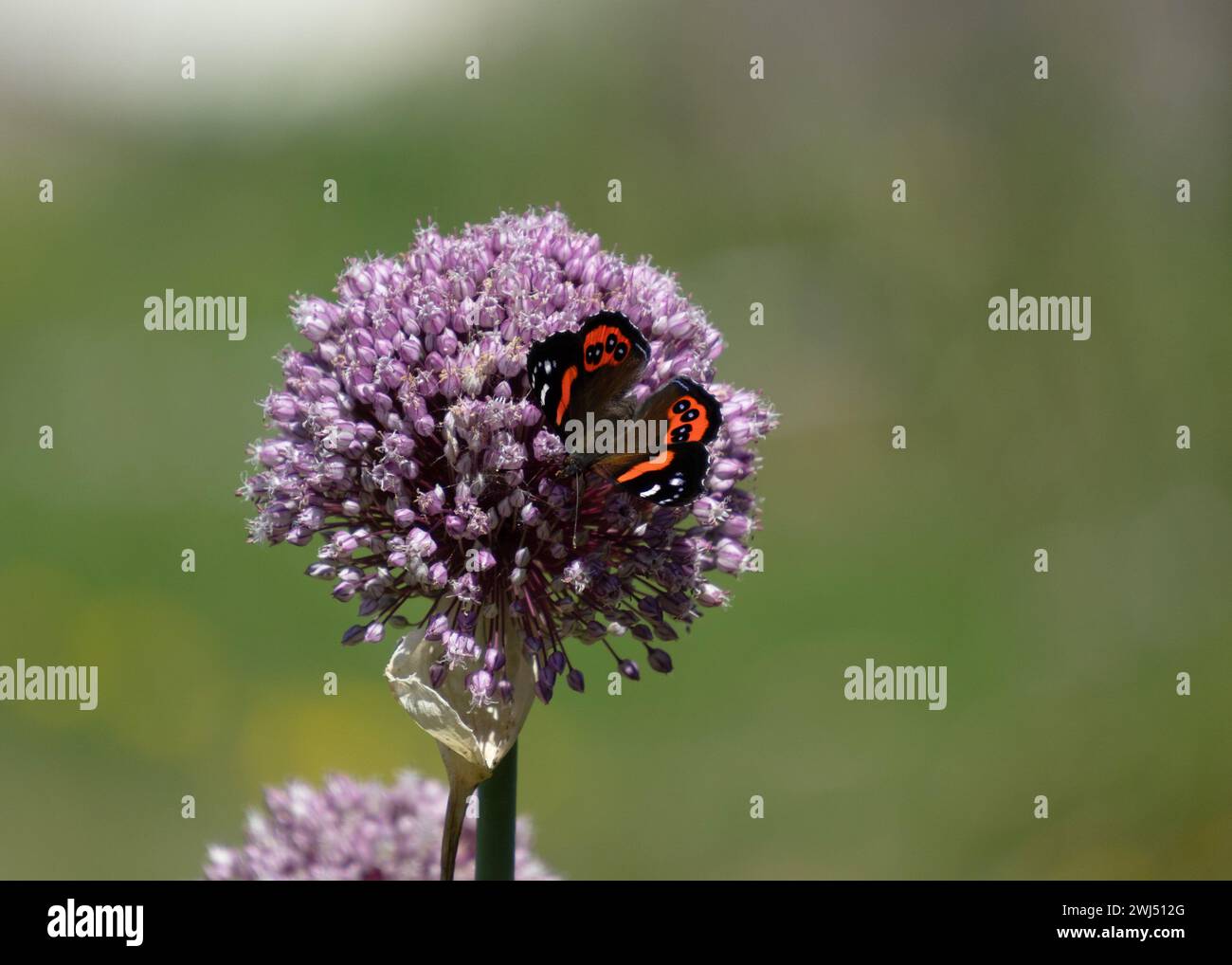 Almirante rojo de Nueva Zelanda (Vanessa gonerilla) nectaring en flor de puerro púrpura en un jardín de verduras. Se llama kahukura in te reo Māori. Foto de stock